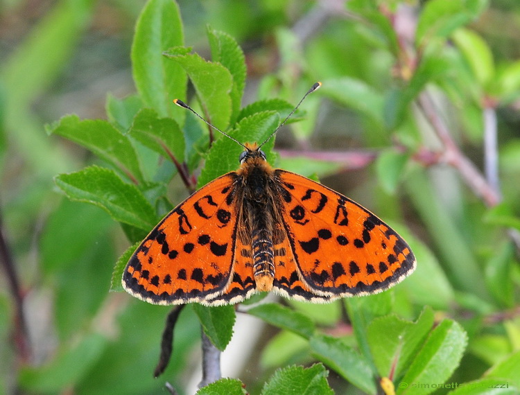 Lepidoptera del Chianti